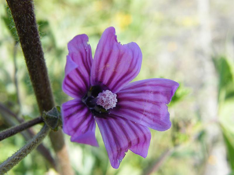 Malva (Malva sylvestris L.).JPG